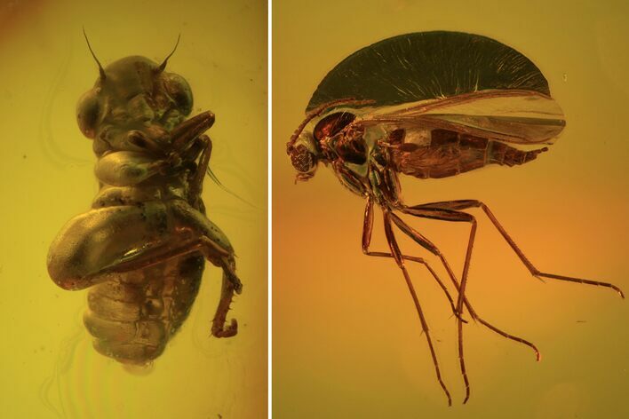 Fossil Cicada (Auchenorrhyncha) Nymph & Fly (Diptera) In Baltic Amber #102777